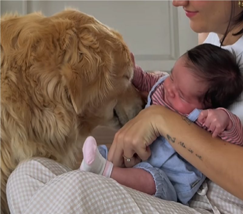 Golden Retriever conhecendo bebê de tutora