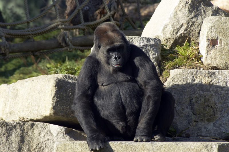 Gorila é considerado um dos animais mais raros do mundo – Foto: Divulgação/Reprodução/ND