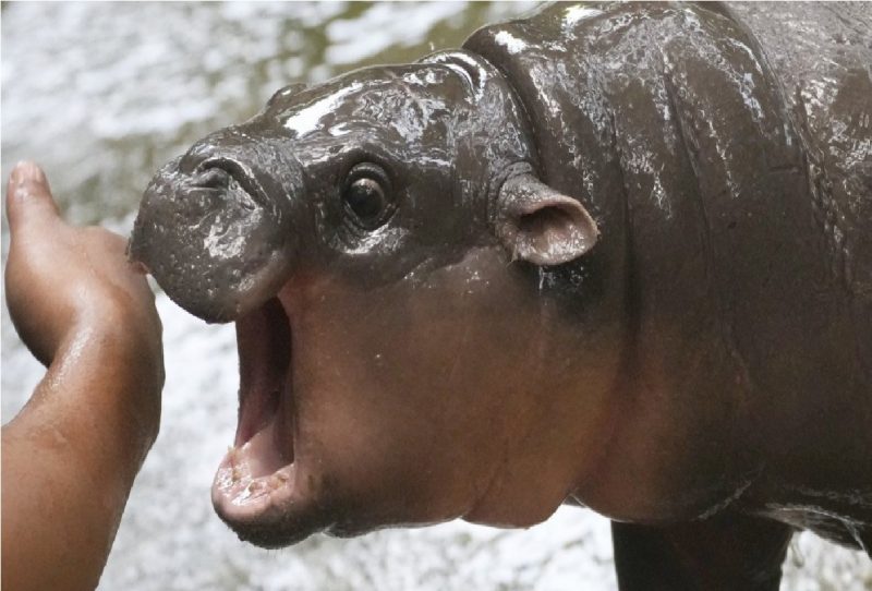 Foto da hipopótamo no zoo na Tailândia 