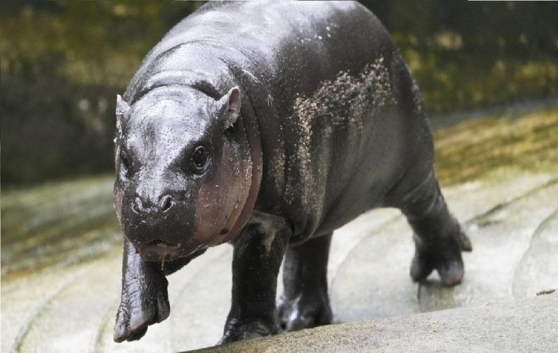 Foto da hipopótamo pigmeu no zoo na Tailândia 