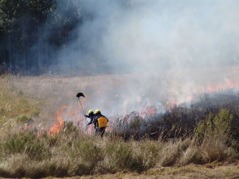 Incêndios em vegetação se alastram por vastas extensões arborizadas ou áreas de cultivo agrícola