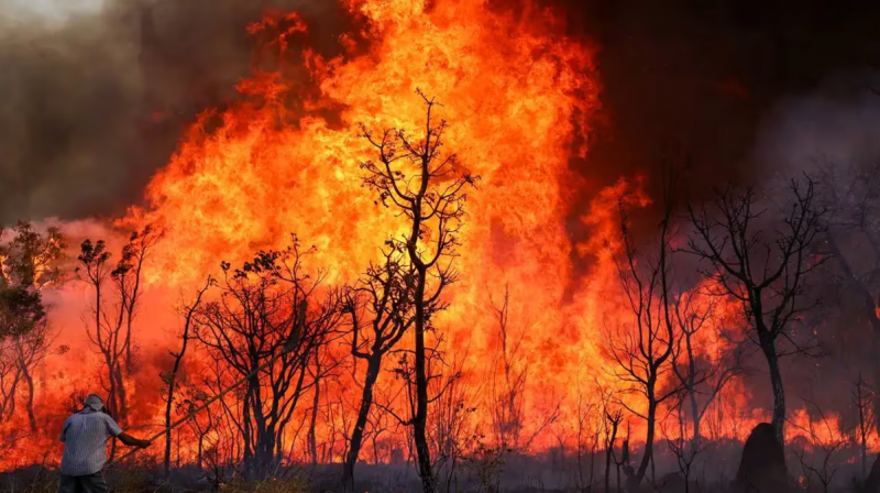 Árvores pegando fogo em um dos incêndios florestais ocorridos no Brasil