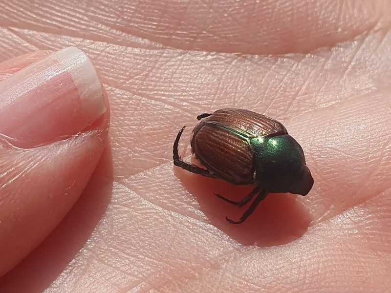 Besouro japonês é um inseto de 1 cm que virou uma ameaça para plantações 