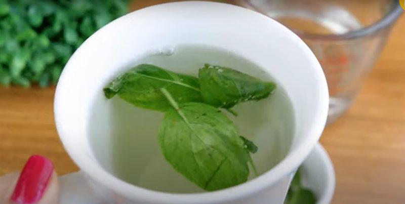 Manjericão ajuda a dar um bico na insônia