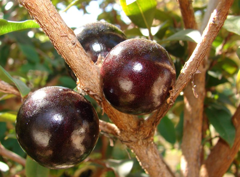 Fruta (jabuticaba) no pé 