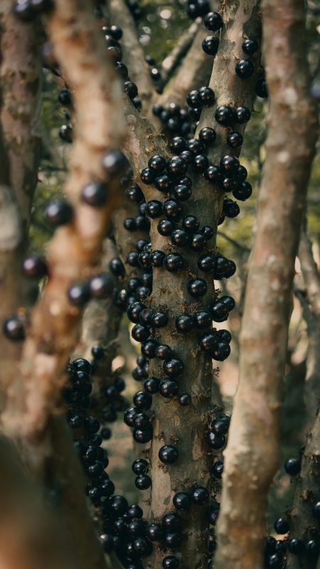 Jabuticaba (fruta) no pé 