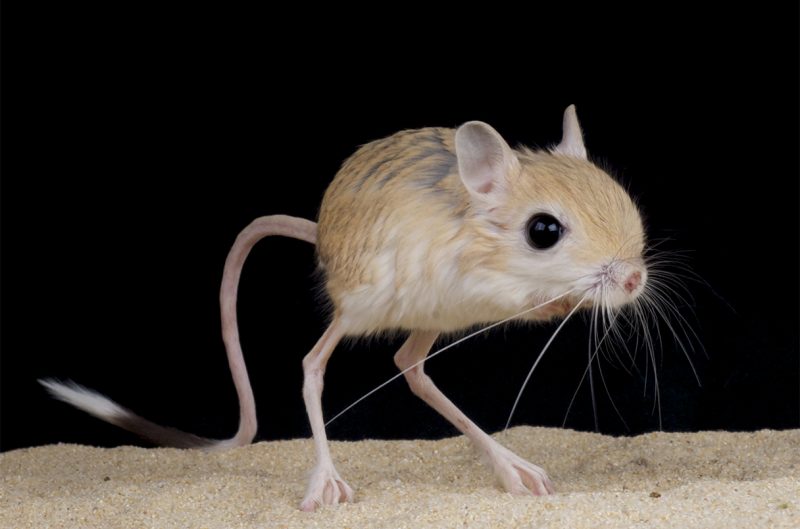 Jerboa prestes a pular 