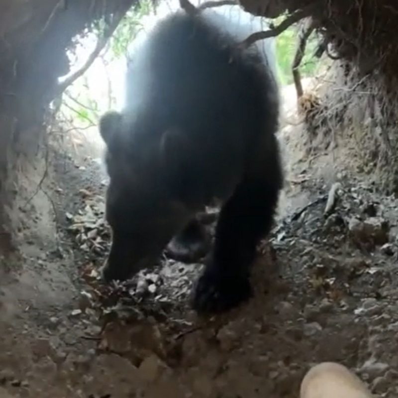 Jovem invadiu a toca do Urso