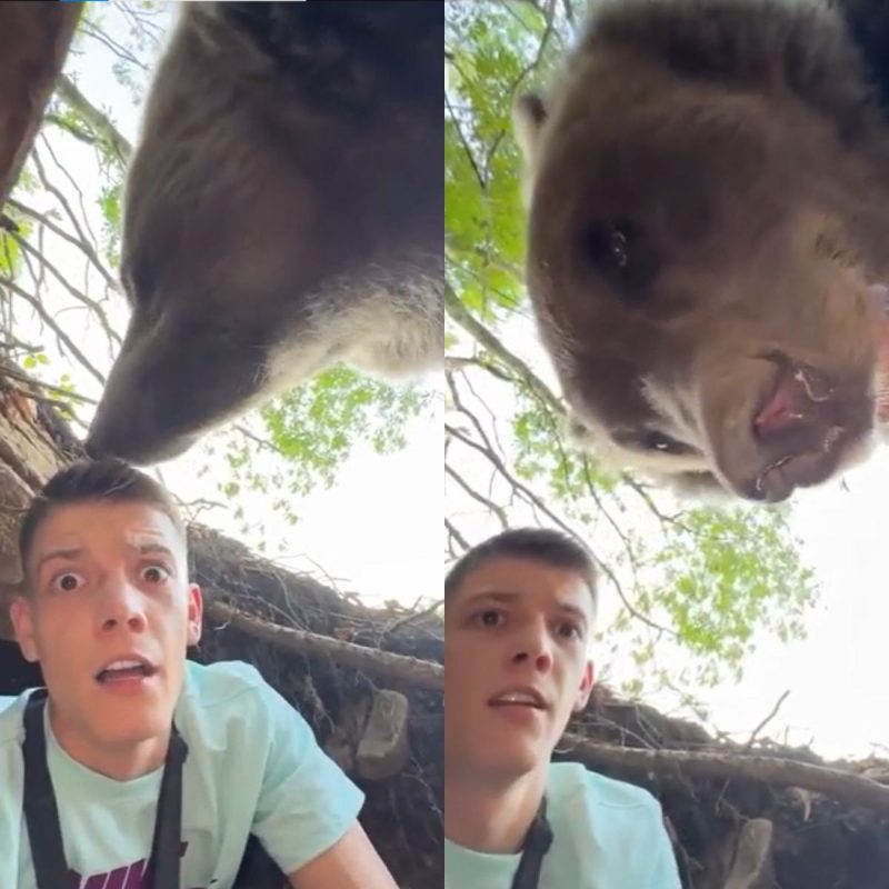 Jovem é surpreendido por urso