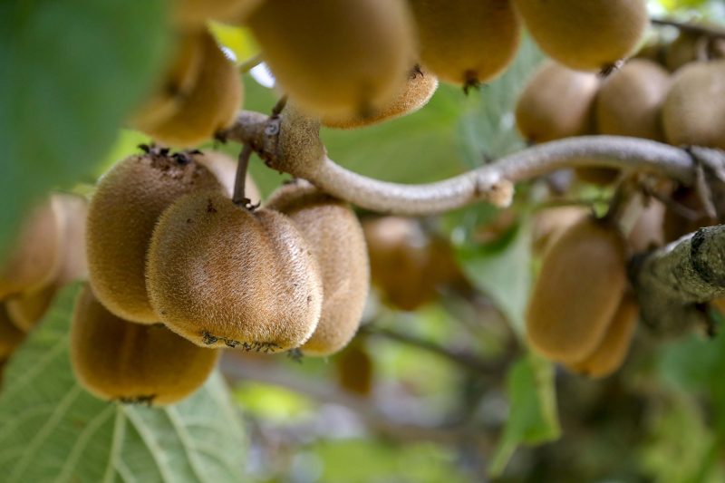 Kiwi é rico em colágeno