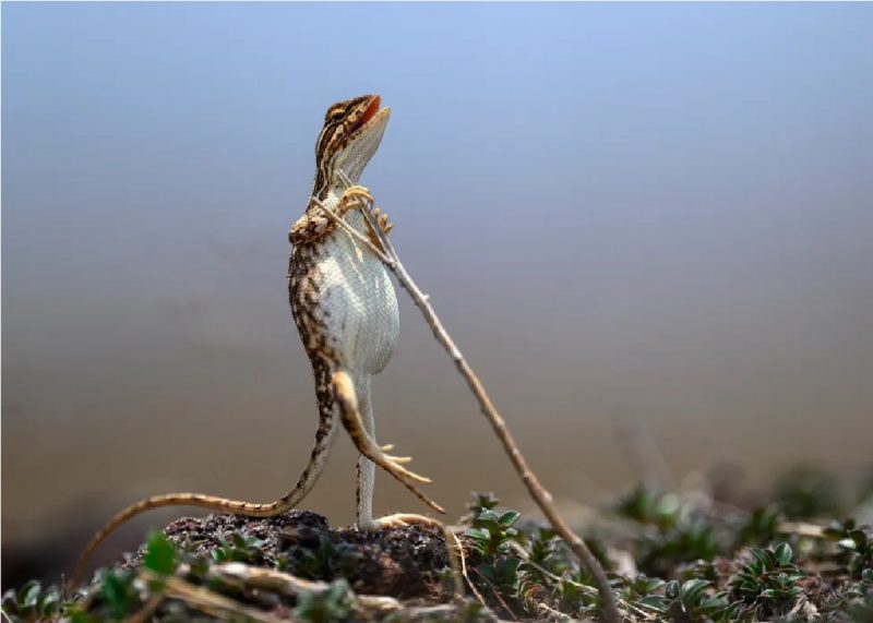 A imagem mostra um lagarto "buchuda" em fuga para ilustrar a matéria sobre o significado de ter lagartos em casa 