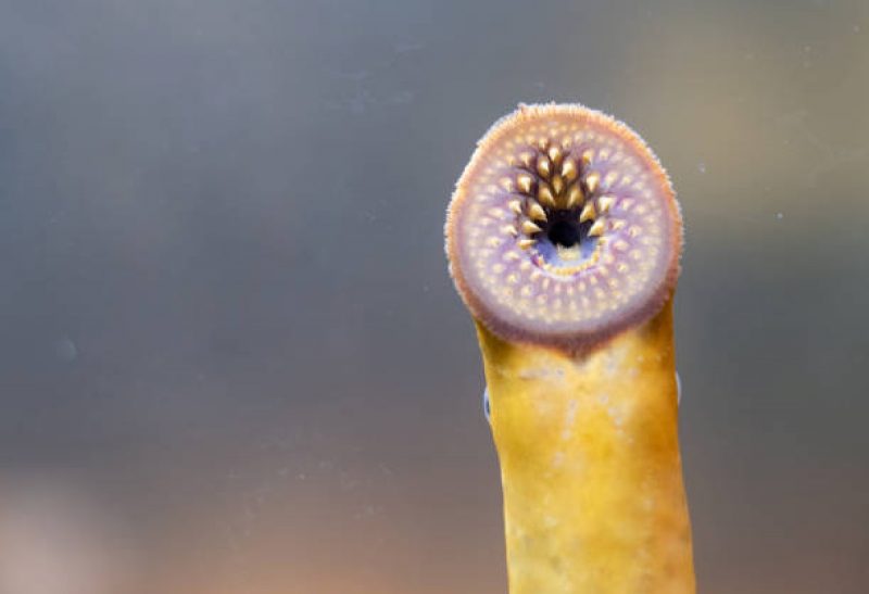 Sexta-feira 13: foto de uma lampreia, animal marinho de aparência assustadora 