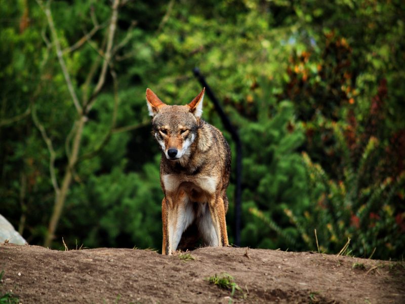 Estimativa é que tenham apenas 20 lobos na natureza e por conta disso, é um dos animais mais raros do mundo – Foto: Divulgação/Reprodução/ND