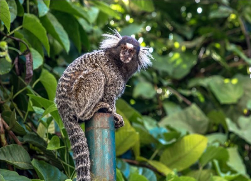 Macaco sagui é um dos menos primatas do mundo