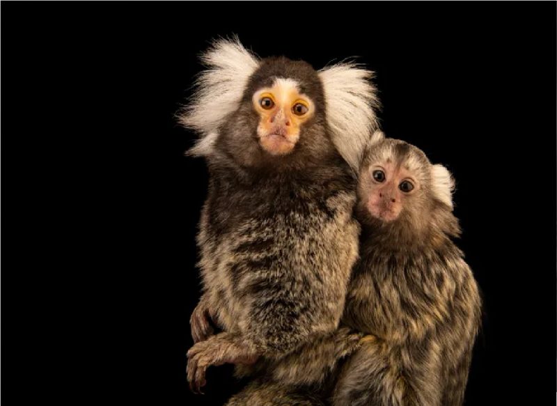 Macacos saguis em foto realizada pela National Geographi