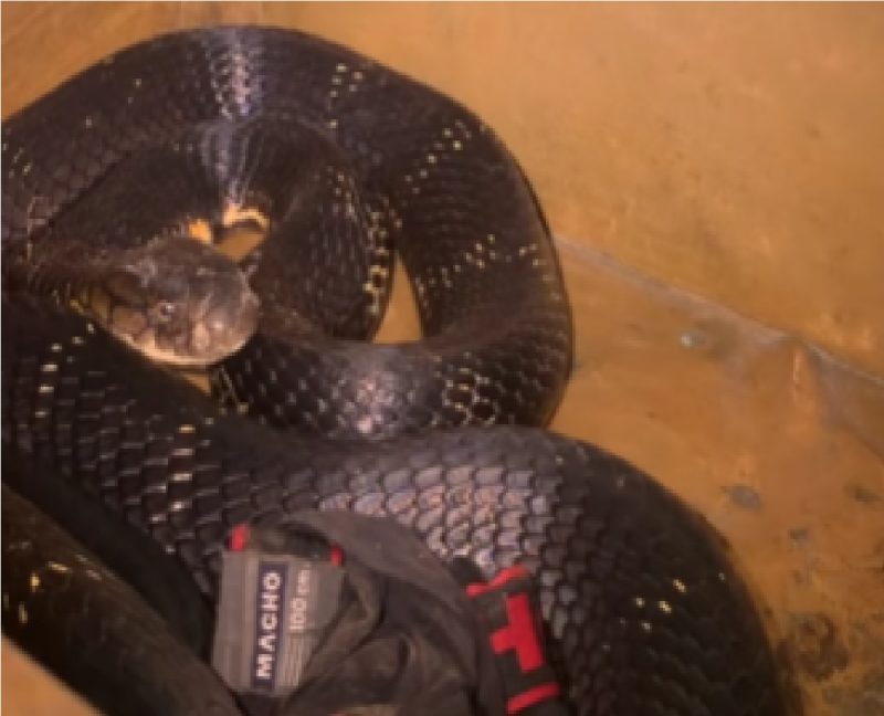 Cobra dentro de caixa em casa de morador de vila indiana 