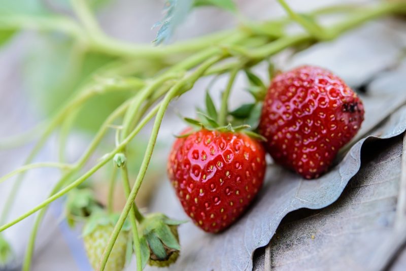 Morango, que protege o coração, ainda plantado na natureza