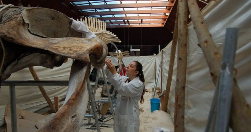 Museu de Zoologia participa da Primavera dos Museus