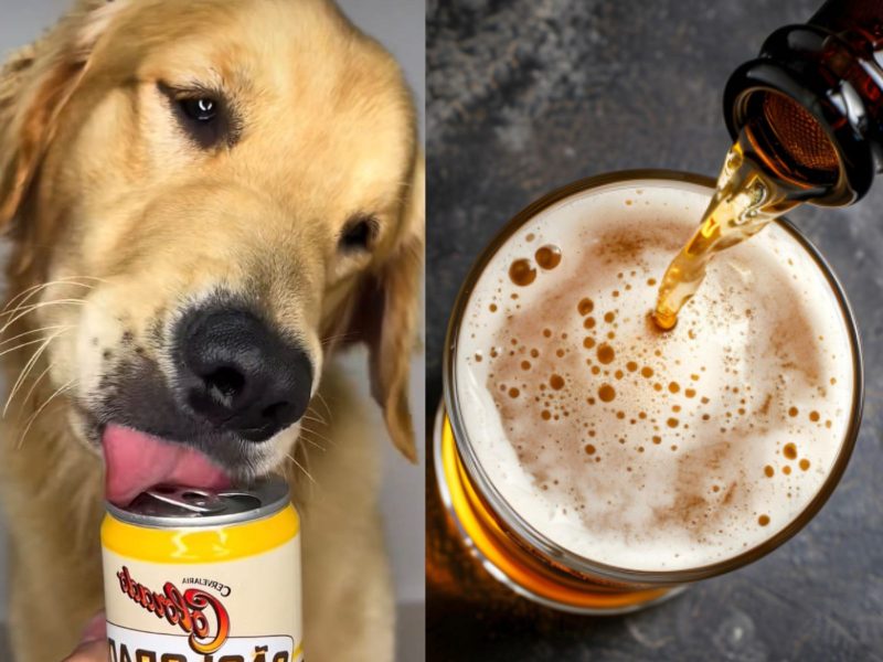 A imagem mostra um cachorro da raça golden retriever bebendo de uma latinha de cerveja canina. Ao lado a imagem de um copo de cerveja sendo servido.