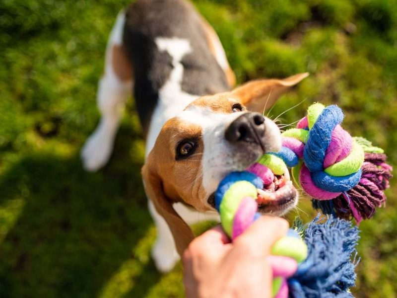 A imagem mostra um cão beagle.