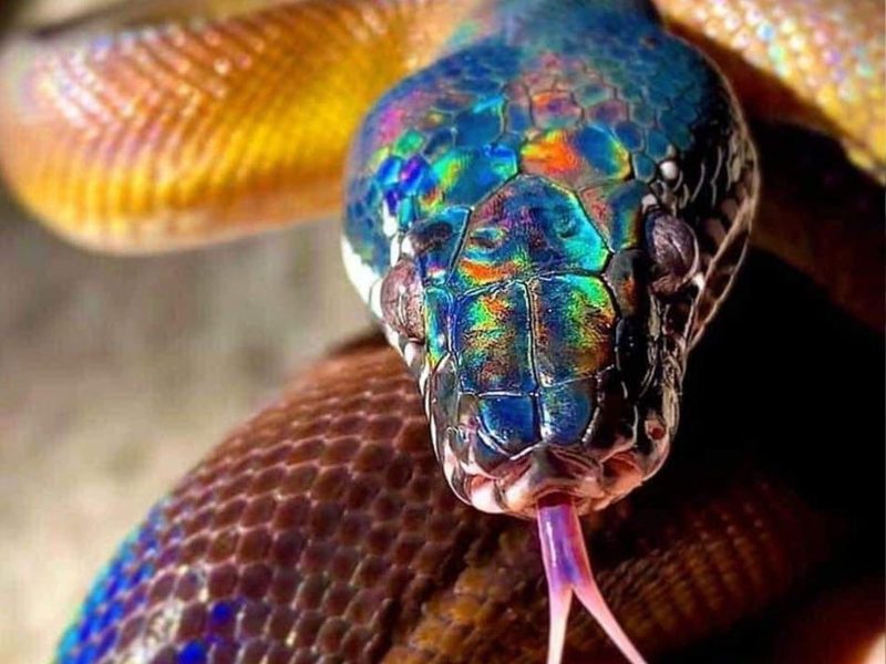 A imagem mostra uma cobra arco-íris ou cobra lábios brancos com escamas coloridas.