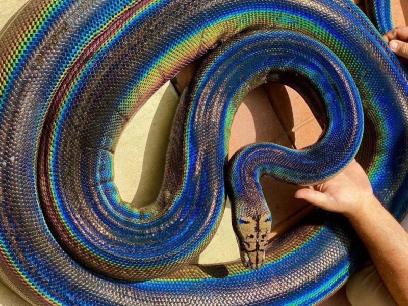 A imagem mostra uma cobra arco-íris da espécie píton com cores que refletem.