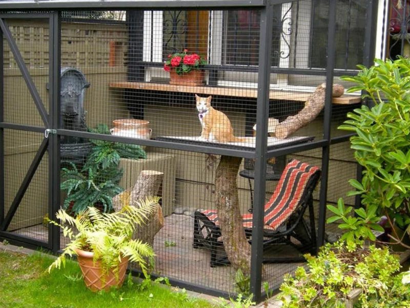 A imagem mostra um gato laranja em um catio, uma área fechada que permitem que os gatos tomem ar fresco e sol sem os riscos de estarem totalmente livres
