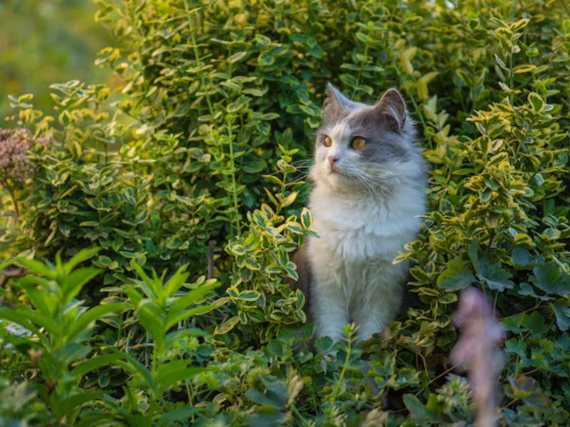 Como serão os gatos no futuro? Imagem de felino em jardim 