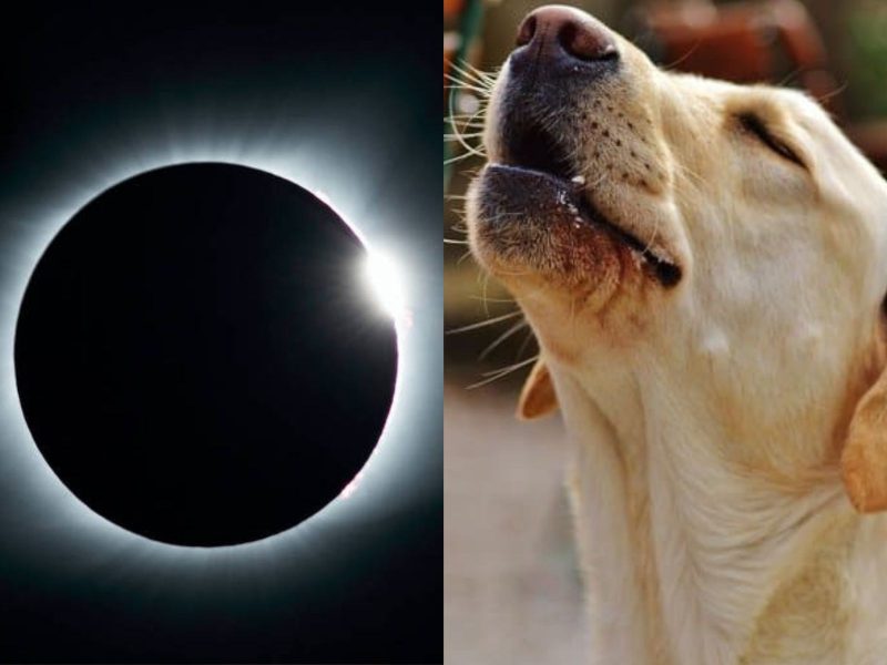 A montagem da imagem mostra um eclipse lunar e um cachorro labrador uivando