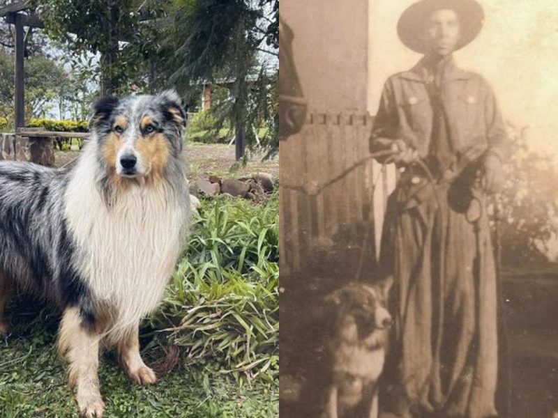 A imagem mostra um cachorro da raça brasileira de cachorro ovelheiro gaúcho nos dias de hoje e uma imagem da raça antigamente com um colono gaúcho.