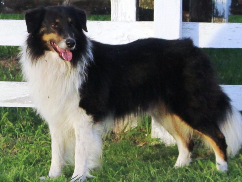 A imagem mostra um cachorro com coloração branca, preta e marrom da raça brasileira ovelheiro gaúcho.