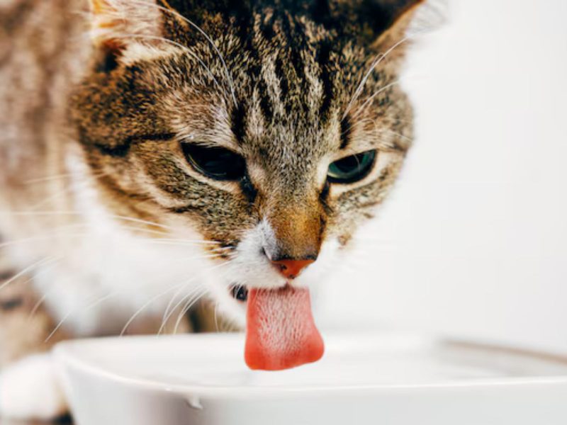  A imagem mostra um gato de cores marrom branco e olhos verdes bebendo água.