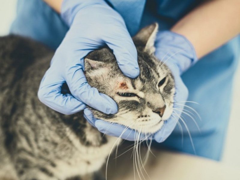 A imagem mostra um gato listrado sendo consultado por um veterinário.