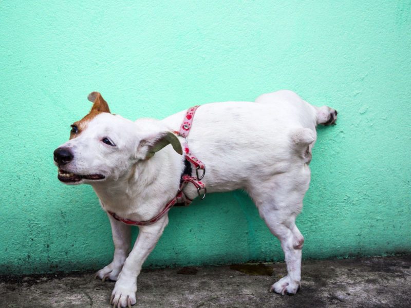 A imagem mostra um cachorro branco com uma mancha marrom fazendo xixi em uma parede azul.