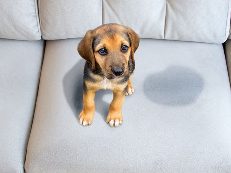 Um cachorrinho pequeno sentado em um sofá do lado de uma poça de xixi.