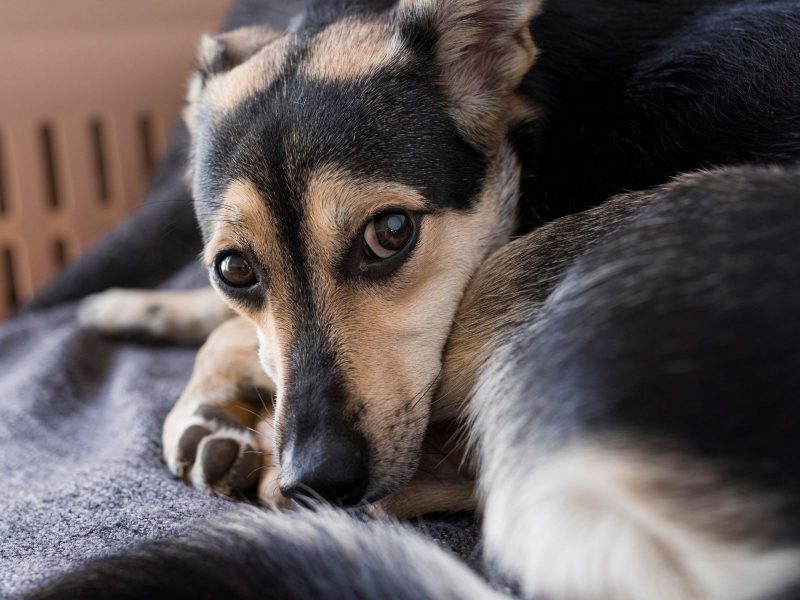 A imagem mostra um cachorro marrom e preto deitado.