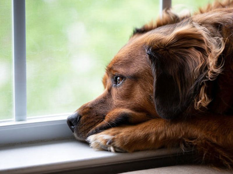 A imagem mostra um cachorro com pelo longo e marrom pensativo olhando para fora de uma janela.