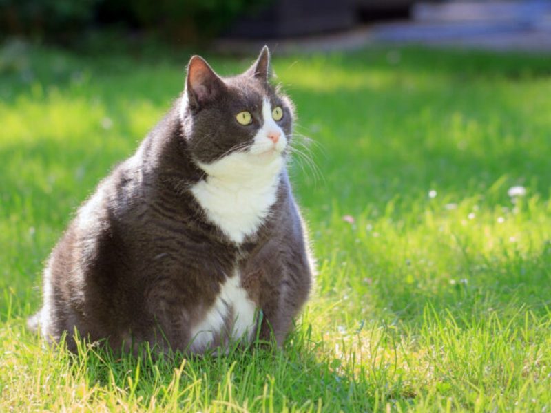 A imagem mostra um gato obeso no gramado.