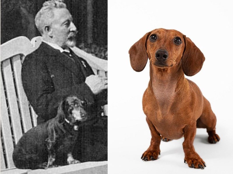 A imagem mostra uma foto antiga de um personagem histórico com um cachorro salsicha e do lado um cachorro salsicha da cor marrom.