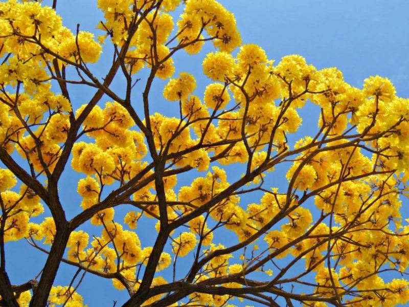 A imagem mostra um ipê-amarelo florido e o céu azul.