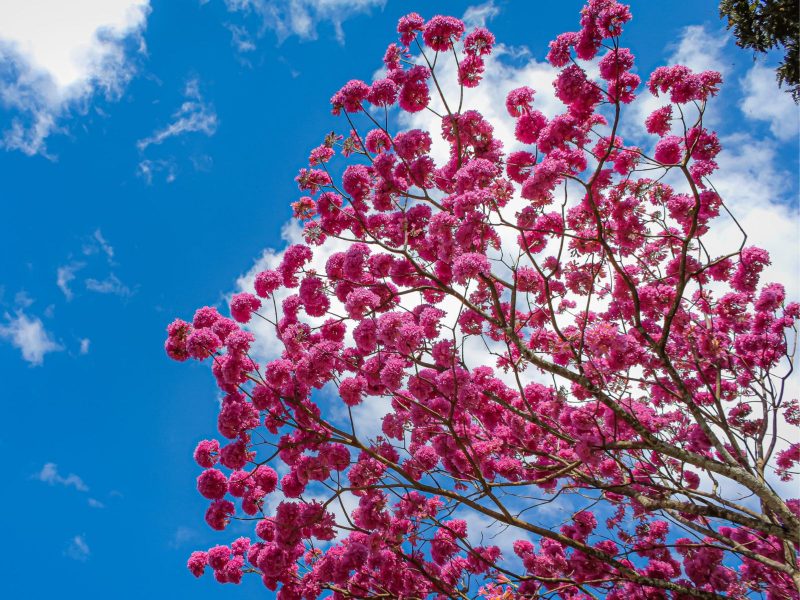 A imagem mostra um Ipê-Roxo florido com o céu azul e algumas nuvens.