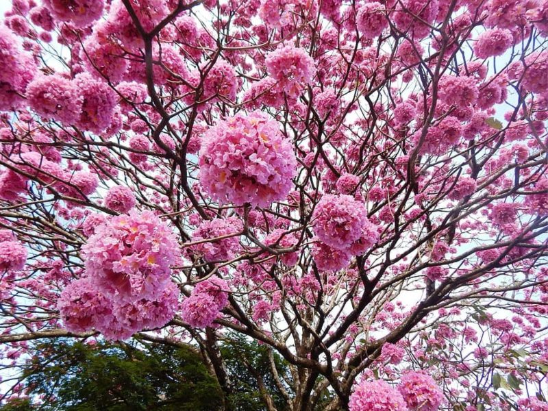 A imagem mostra um Ipê-rosa florido.