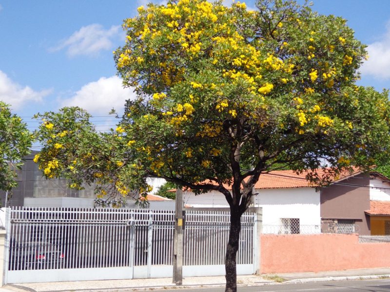 A imagem mostra um Ipê Amarelo do Cerrado em uma rua com casa.