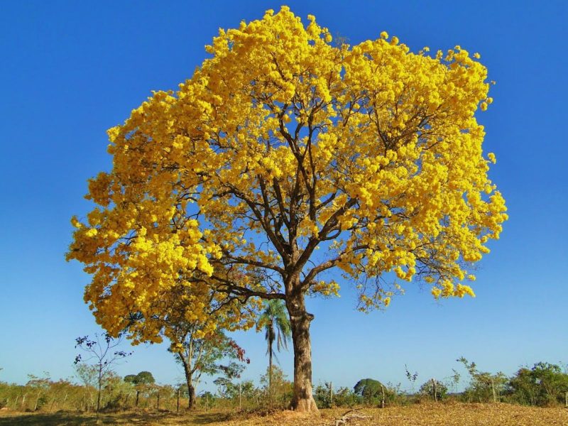 A imagem mostra um ipê da espécie Amarelo da Serra