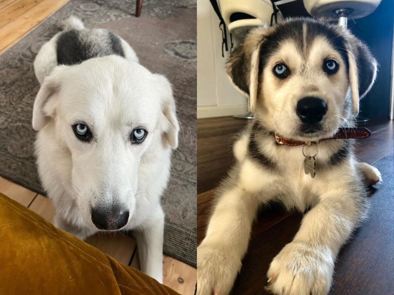 Montagem mostra o Goberian, mistura da raça Golden Retriever com Husky Siberiano