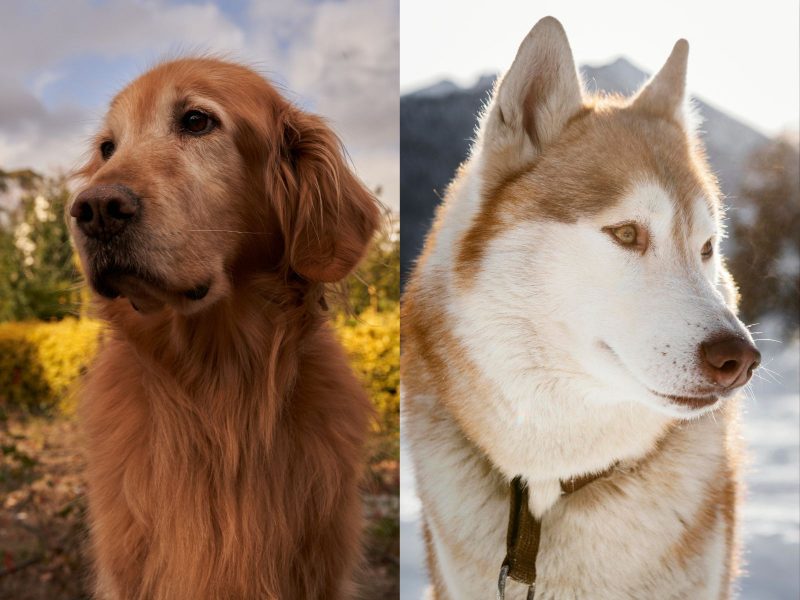 Montagem mostra um Golden Retriever e Husky Siberiano