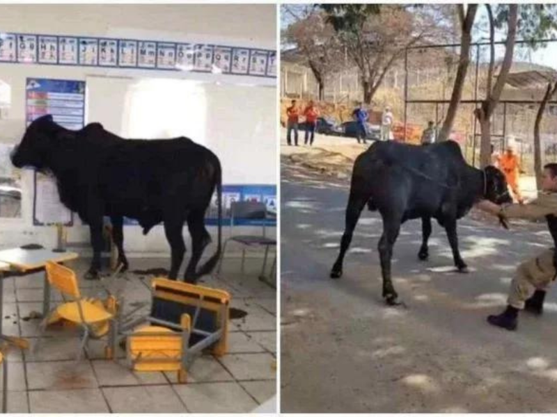 A imagem mostra um boi descontrolado dentro da sala de aula e sendo retirado pelas autoridades