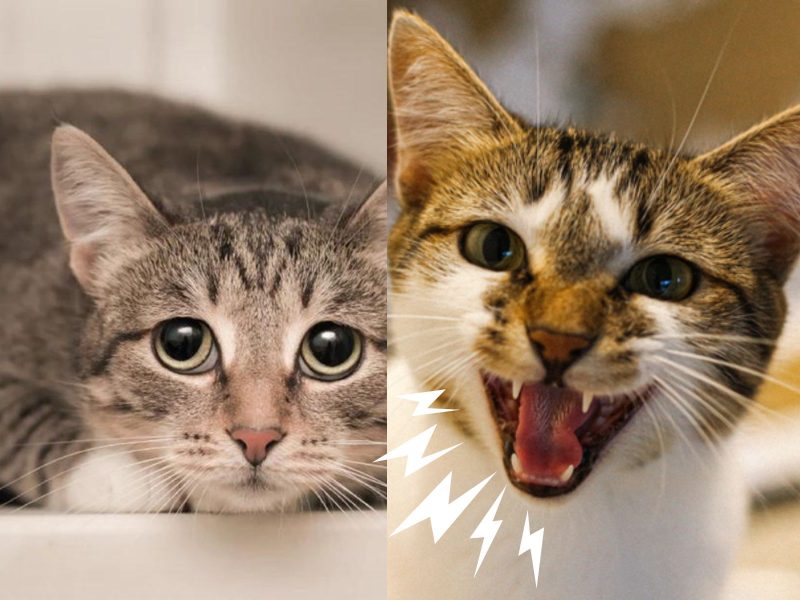 gatos A imagem mostra dois gatos um com um semblante desanimado e outro mostrando que gatos podem ter miados.