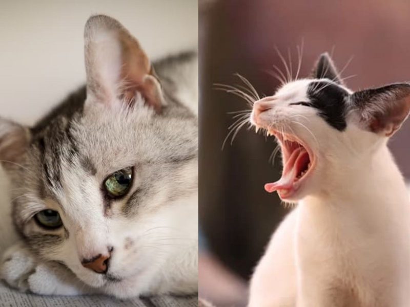gato cabisbaixo e miando alto A imagem mostra um gato cabisbaixo e outro miando.