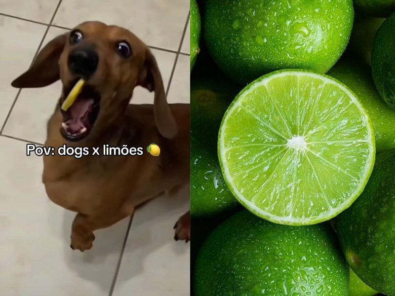 A imagem mostra um cachorro salsicha comendo um limão e do lado limões verdes